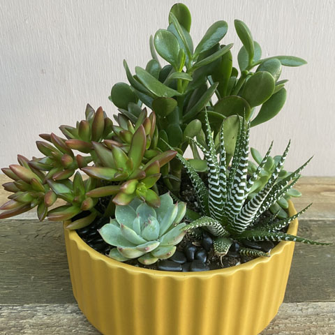 (image for) Beam Succulent Garden