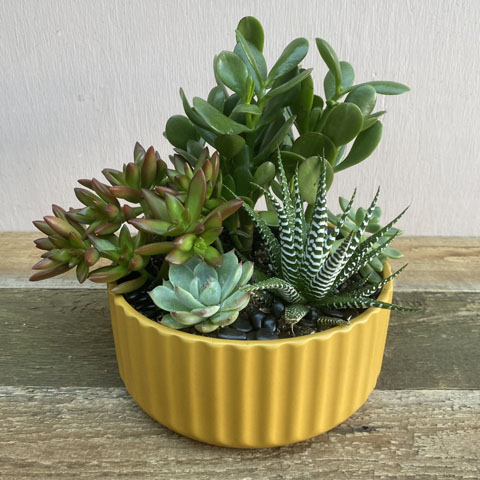 (image for) Beam Succulent Garden