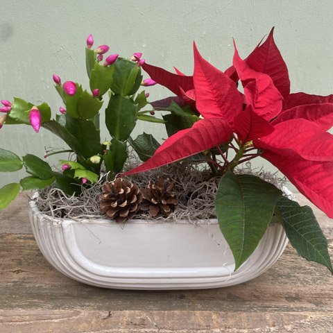 Eos Holiday Garden (image for) Eos Holiday Garden