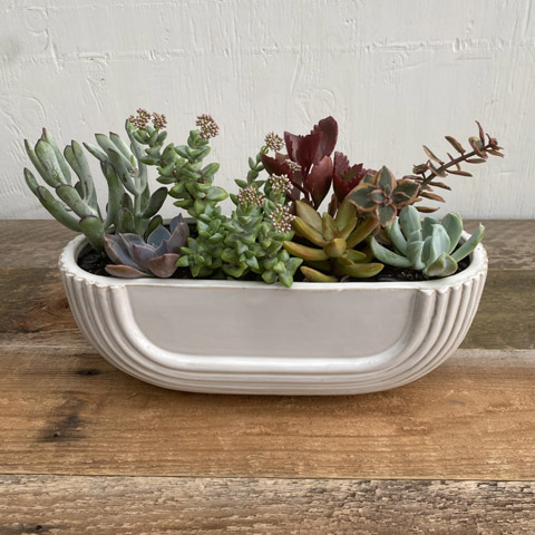 (image for) Eos Succulent Garden