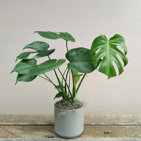 Kendall Monstera Plant