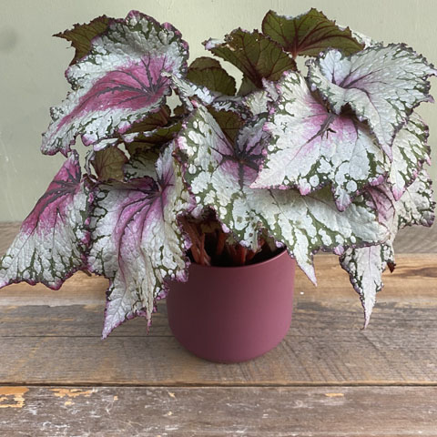 Plum Rex Begonia (image for) Plum Rex Begonia