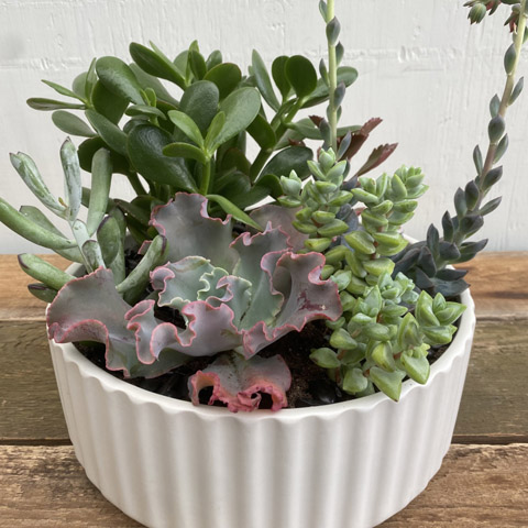 (image for) Premium Beam Succulent Garden