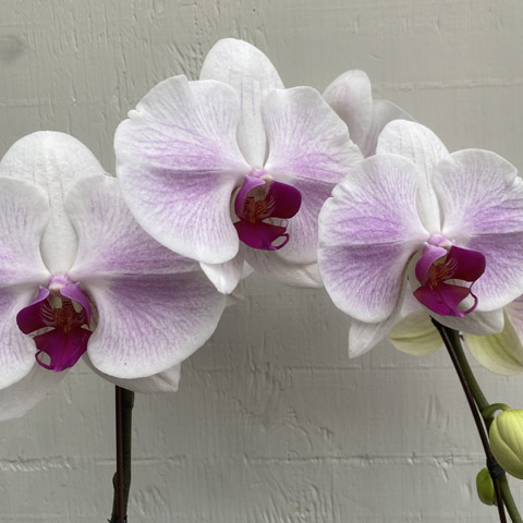 (image for) Premium Phalaenopsis Orchid Plant