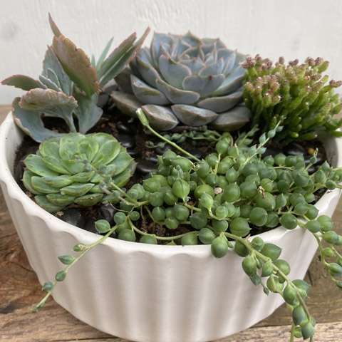 (image for) White Beam Succulent Garden