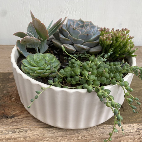 (image for) White Beam Succulent Garden