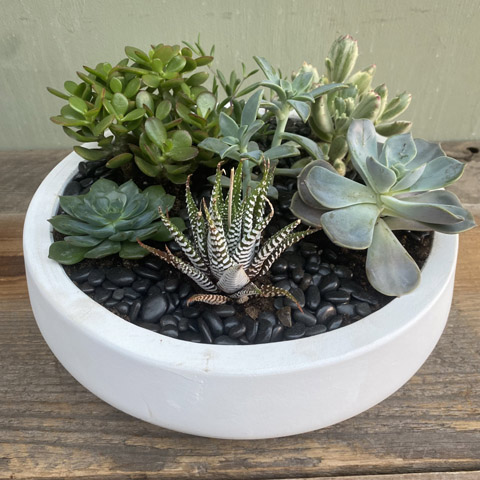 White Newport Succulent Garden (image for) White Newport Succulent Garden