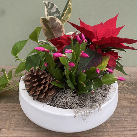 White Newport Holiday Garden (image for) White Newport Holiday Garden